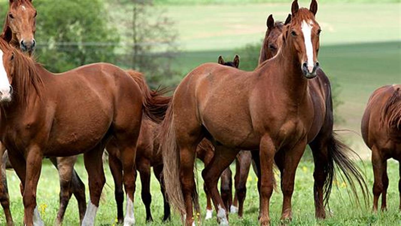 Ψυχοθεραπεία με άλογα - θεραπευτές
