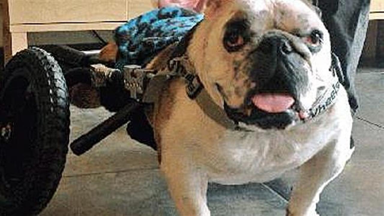 Σκύλος με ειδικές ανάγκες πολεμά τον καρκίνο και εμπνέει!