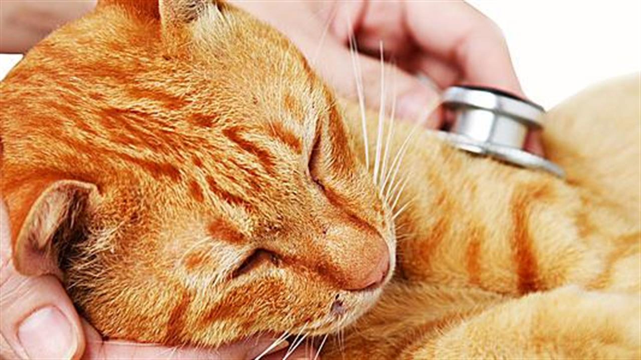 Μπορούν τα περιττώματα της γάτας να θεραπεύσουν τον καρκίνο;