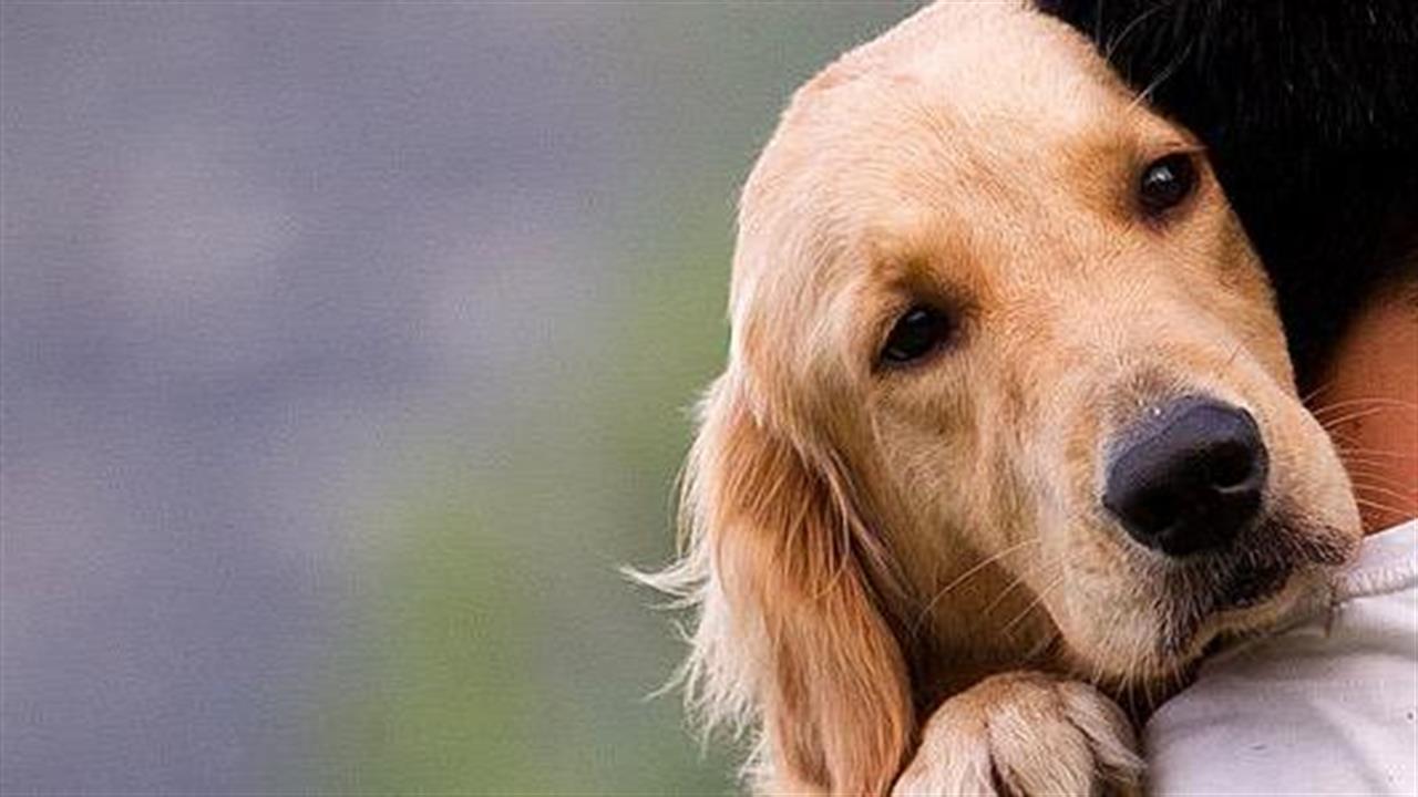 Ερευνητές στρέφονται στους σκύλους για τη μελέτη ανθρώπινων νόσων