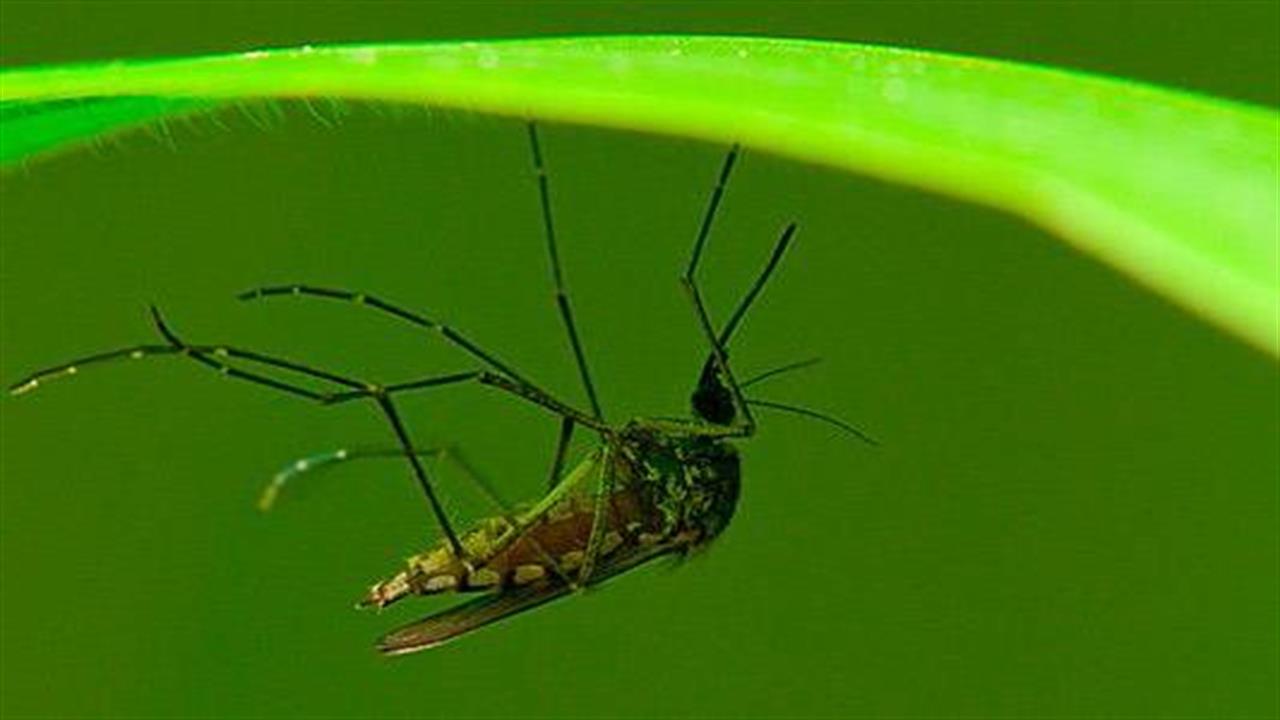 Ερευνητές δημιούργησαν υπογόνιμα κουνούπια- όπλο κατά της ελονοσίας