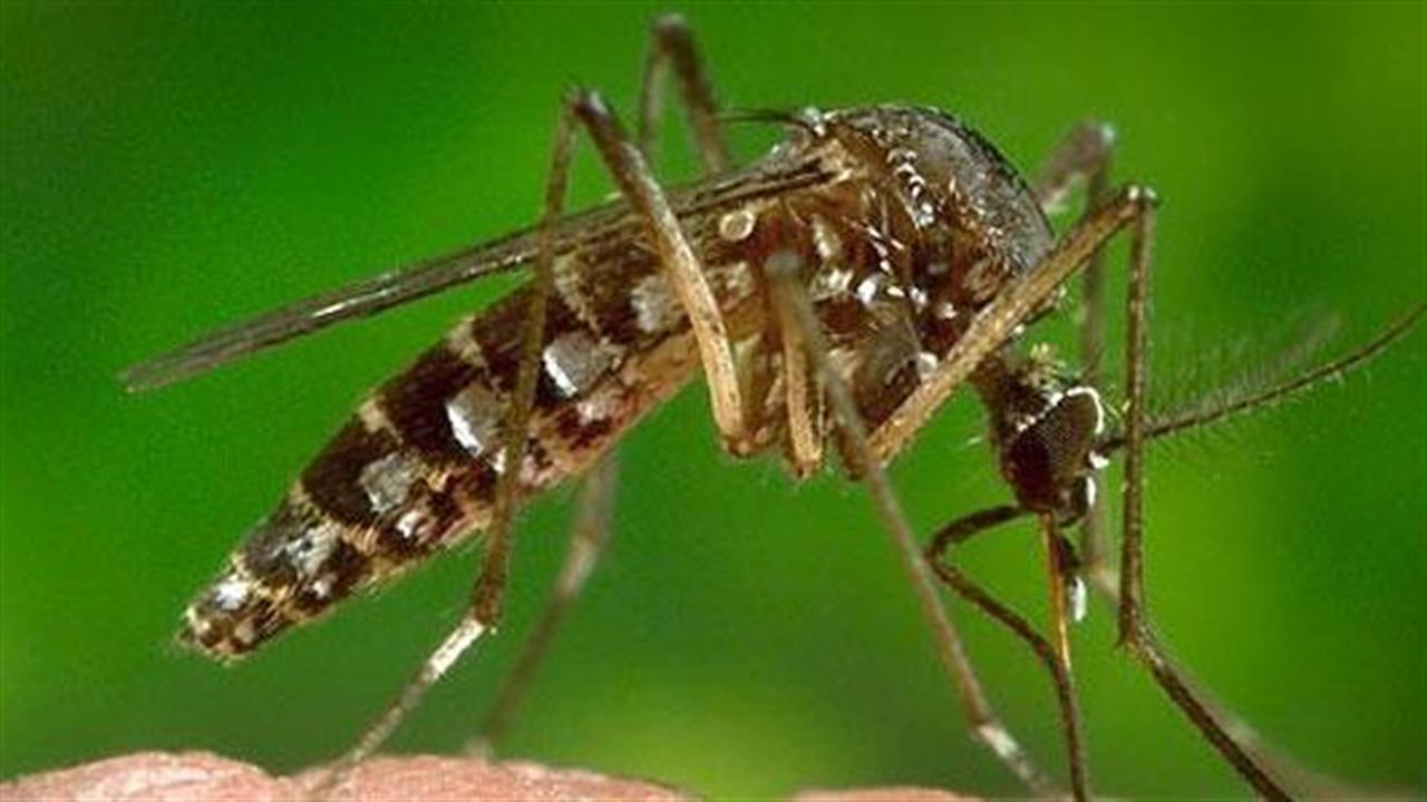 Διάλεξη για τον ιό Zika στο Παστέρ