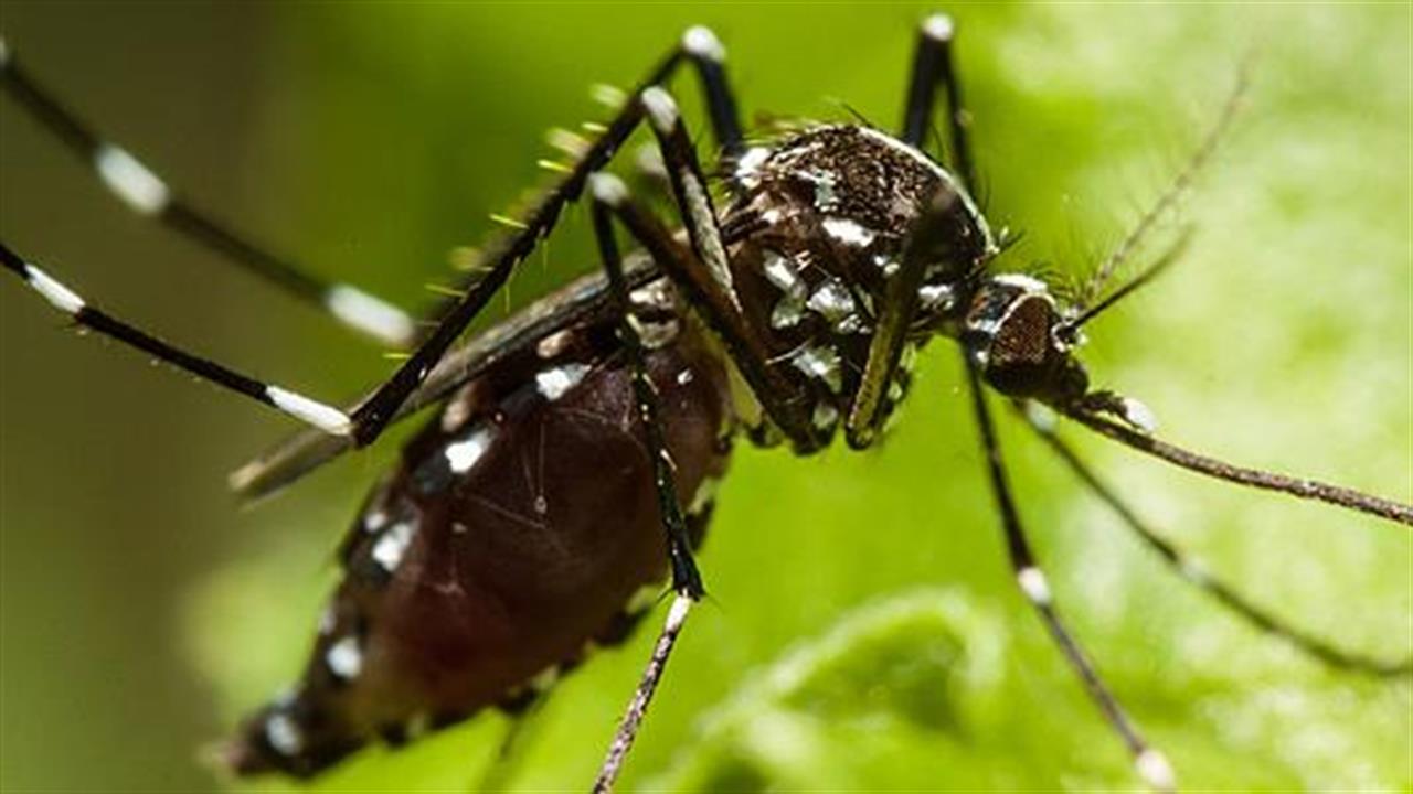 Κουνούπια: Ποιους ανθρώπους προτιμούν να τσιμπούν
