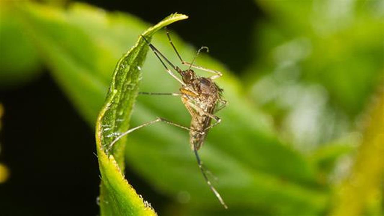 Κουνούπια: Πώς μπορούμε να τα αποφύγουμε