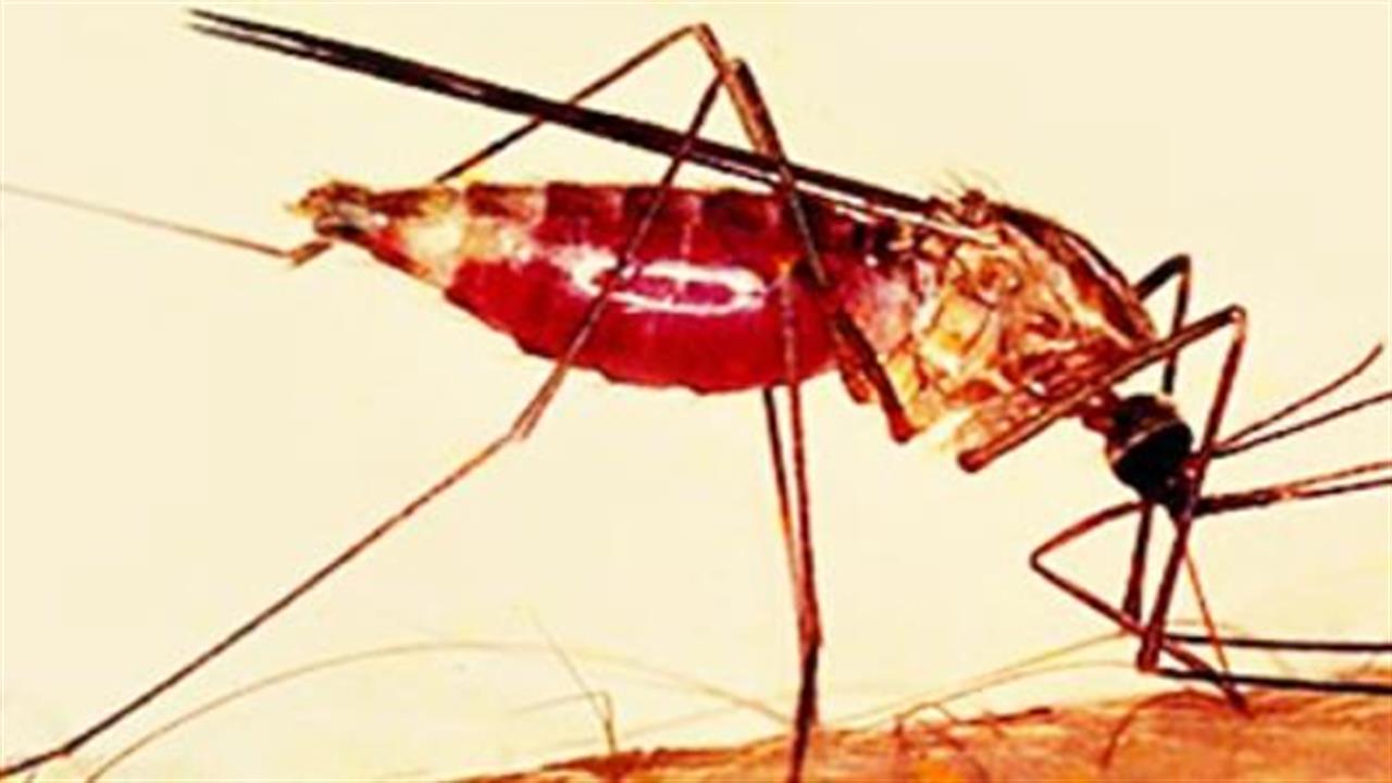ΚΕΕΛΠΝΟ: Πόσο δικαιολογημένη είναι η επανεμφάνιση κρουσμάτων ελονοσίας στην Ελλάδα