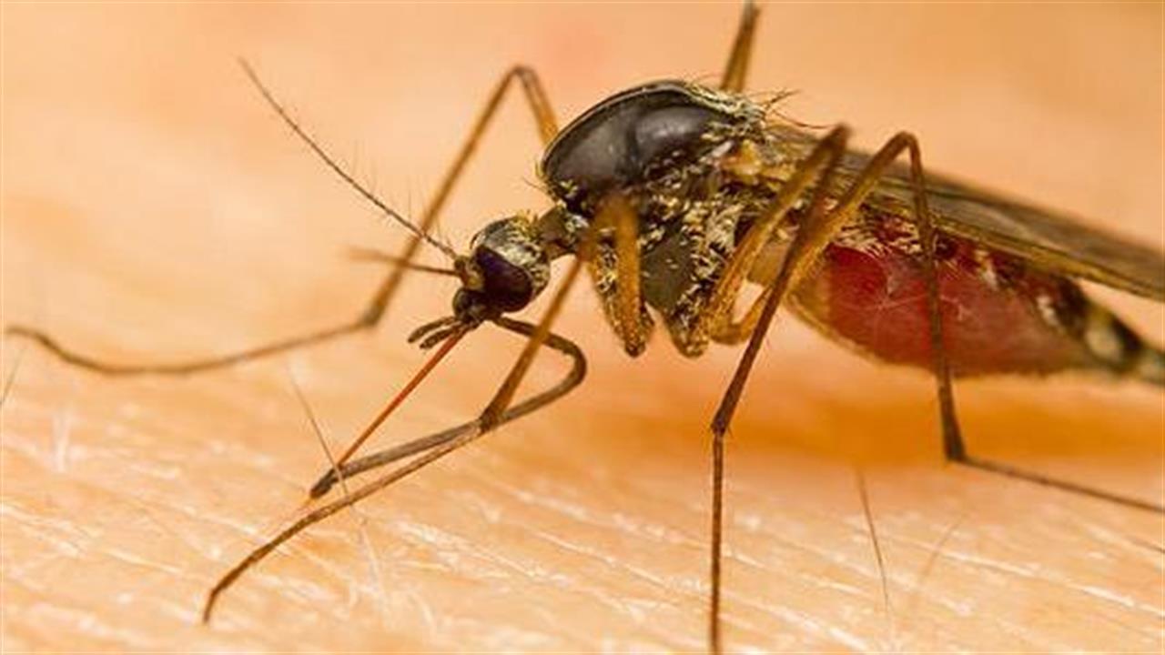 Ημερίδα: ‘’Η Ελονοσία στην Ελλάδα Σήμερα’’
