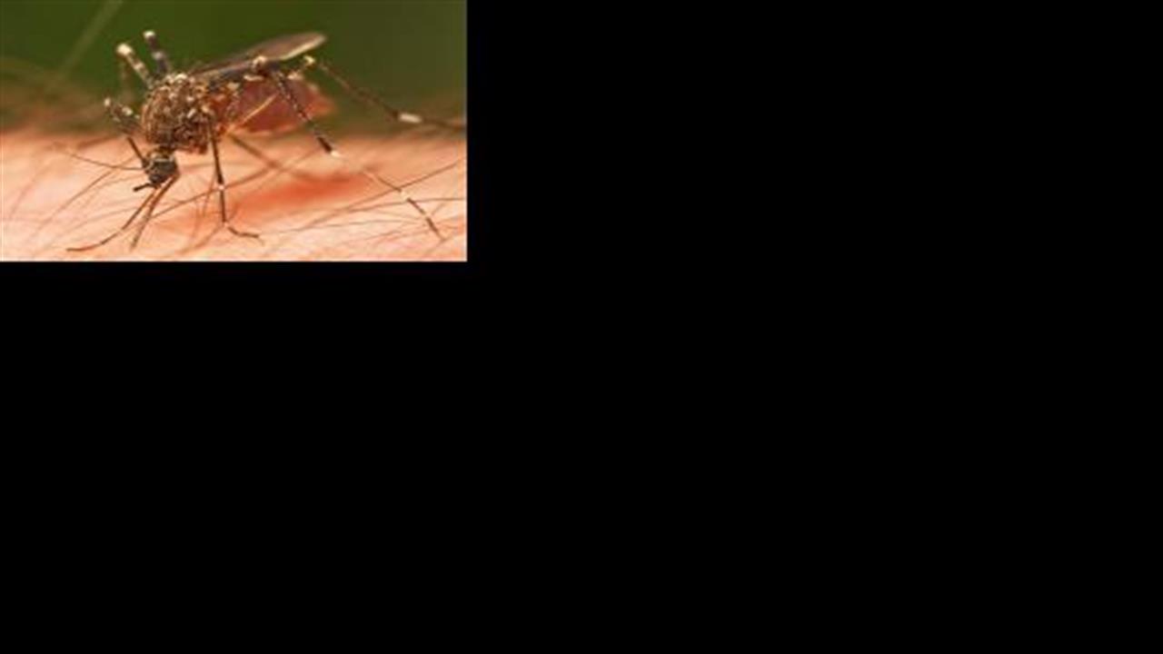 Μπλόκο στην αναπαραγωγή κουνουπιών που μεταδίδουν τον ιό Ζίκα
