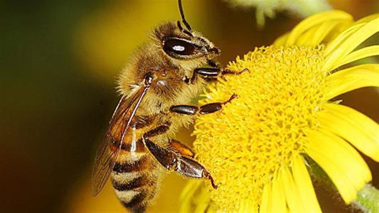 Πρόγραμμα για την προστασία της υγείας των μελισσών