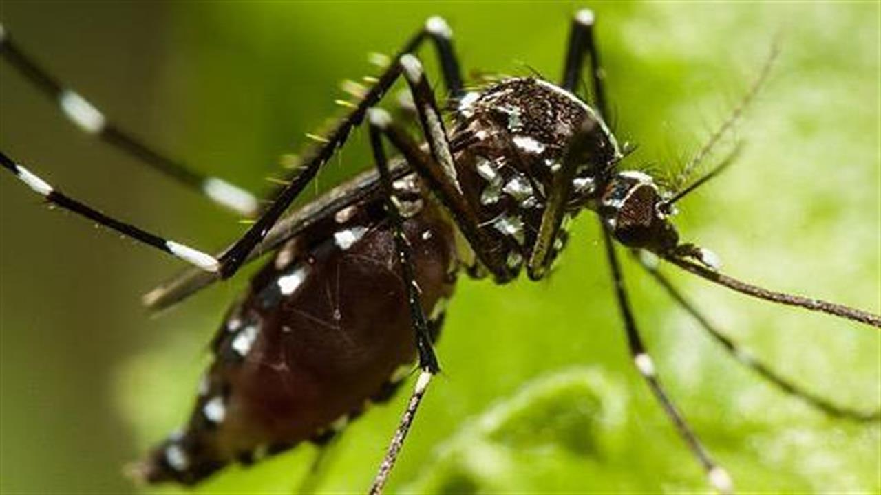 Ο κίνδυνος της ελονοσίας είναι υπαρκτός
