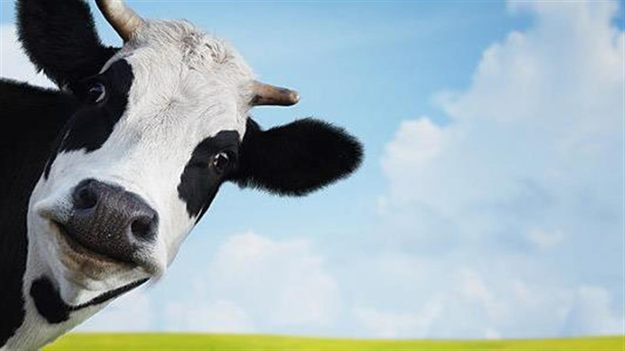 Οι αγελάδες προσφέρουν στοιχεία για εμβόλιο κατά του AIDS