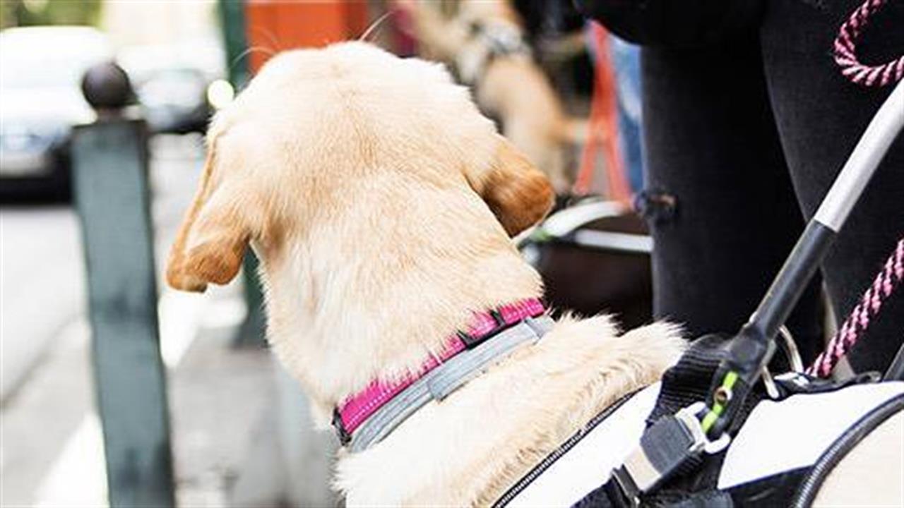 Εκπαιδευμένοι σκύλοι ως μέσο αναγνώρισης υπογλυκαιμιών
