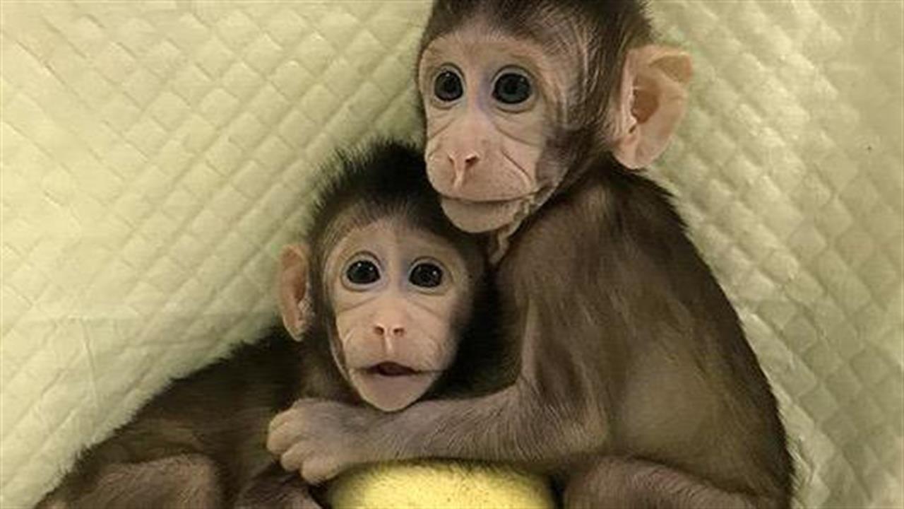 Κινέζοι ερευνητές κλωνοποίησαν μαϊμούδες