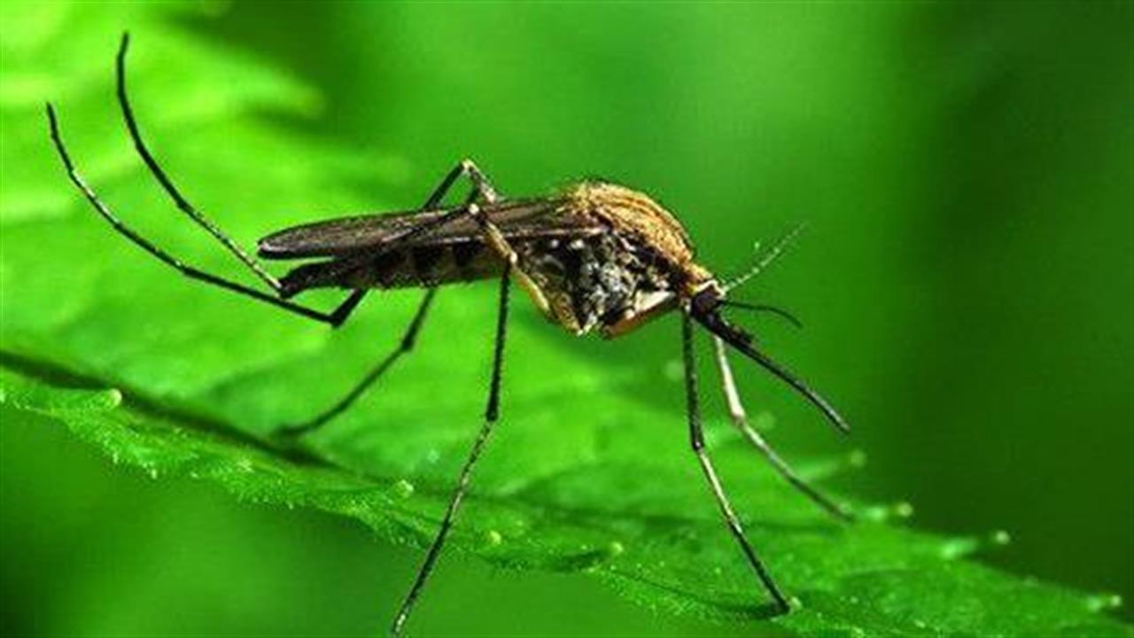 Συναγερμός από το υπουργείο Υγείας για έγκαιρη αντιμετώπιση των κουνουπιών - Οδηγίες