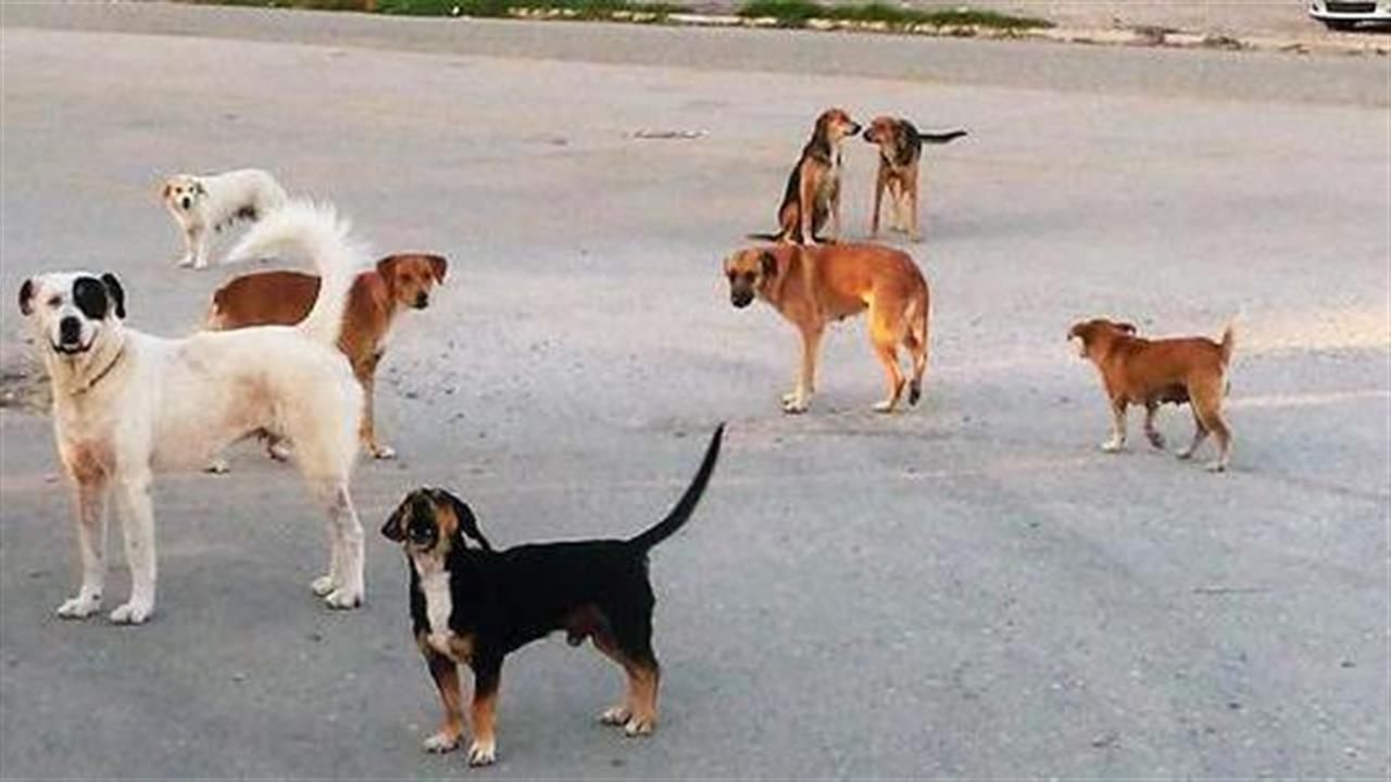Πανεπιστημιακό νοσοκομείο Ρίου: Πειθαρχική δίωξη σε εργαζόμενους που ταΐζουν αδέσποτα σκυλιά!