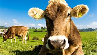 Σημαντικό επίτευγμα: Αγελάδα παράγει ινσουλίνη