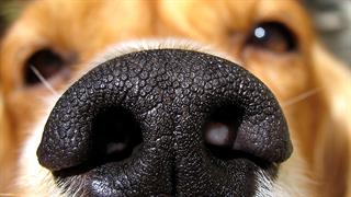 Σκύλοι εντοπίζουν το μετατραυματικό στρες μυρίζοντας την αναπνοή του πάσχοντος [μελέτη]