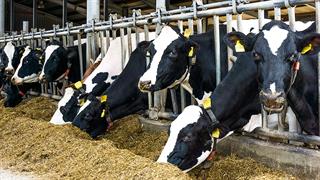 Κρούσμα της νόσου τρελών αγελάδων σε αγρόκτημα στη Σκωτία- Δεν υπάρχει κίνδυνος