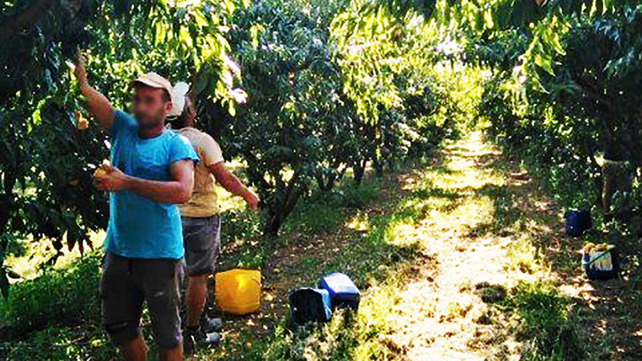 Στους οπωρώνες της Μακεδονίας 8.000 μετακλητοί εργάτες γης - Τα μέτρα για την CoViD-19