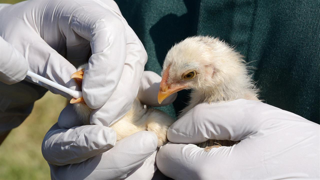 Άντρας στην Κίνα νοσηλεύεται με γρίπη πτηνών H5N6