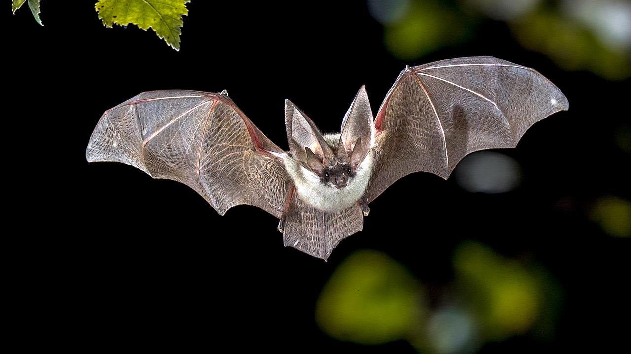 Μαθήματα από το πώς αντιστέκονται οι νυχτερίδες στην covid θα μπορούσαν να βοηθήσουν σε νέες θεραπευτικές αγωγές