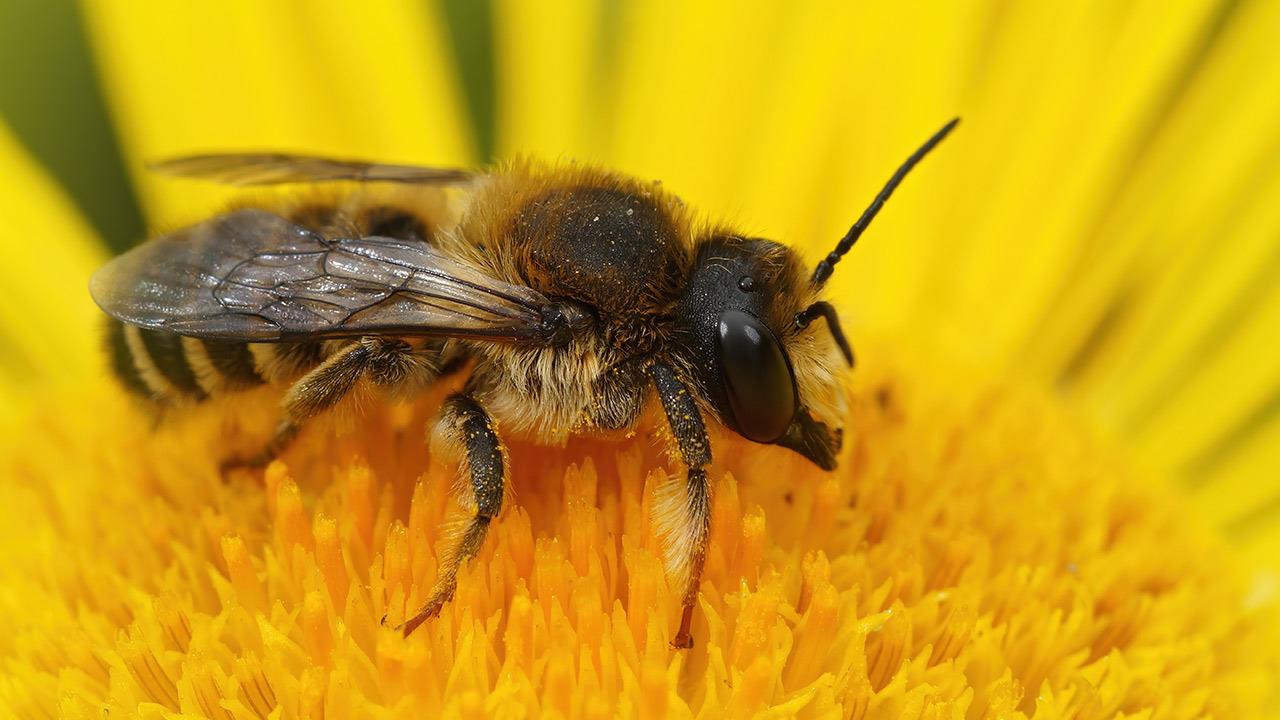 Οι μέλισσες μπορούν να εκπαιδευτούν να εντοπίζουν δείγματα μολυσμένα με τον ιό SARS-CoV-2