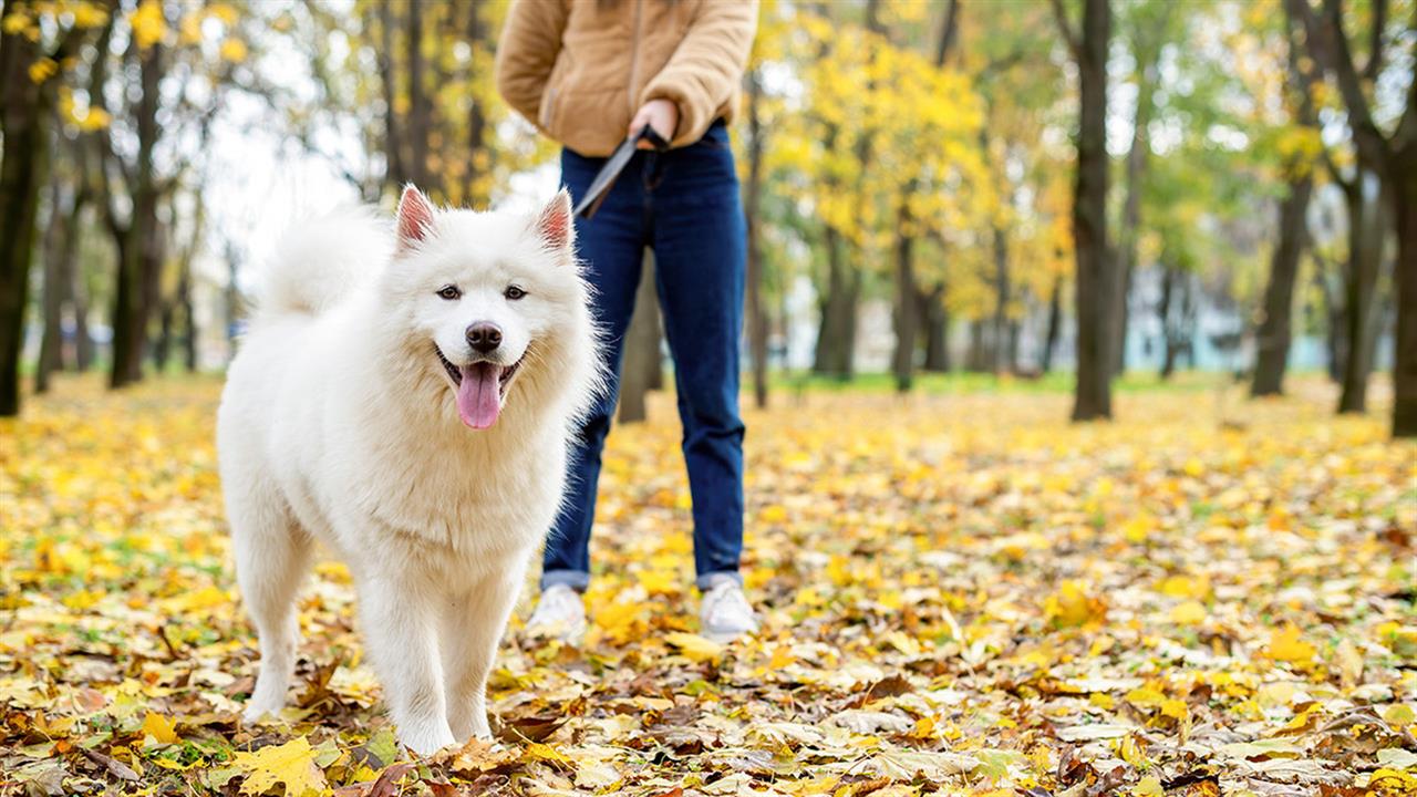 5 τρόποι να είναι ο σκύλος μας υγιής