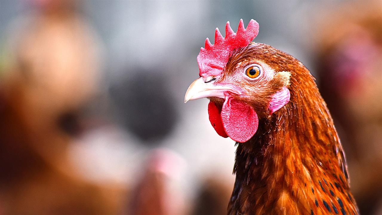 Γρίπη των πτηνών σε 5 μονάδες στη Γαλλία