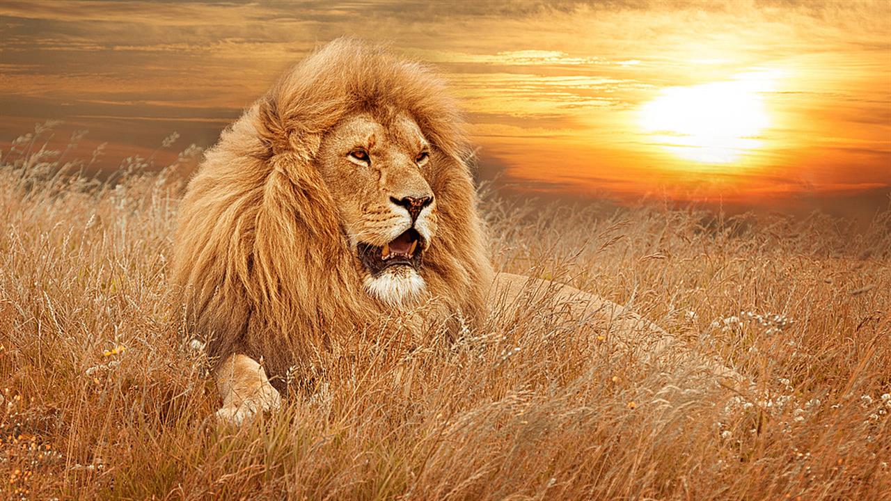 Λιοντάρια και πούμα θετικά στην Covid-19, κίνδυνος μεταλλάξεων