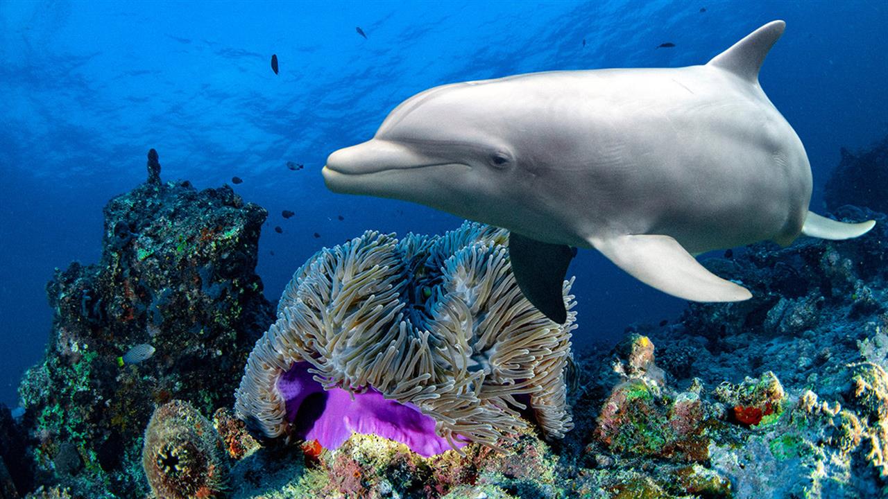 Τα δελφίνια θεραπεύουν τα δερματικά τους προβλήματα σε νοσοκομεία κοραλλιών