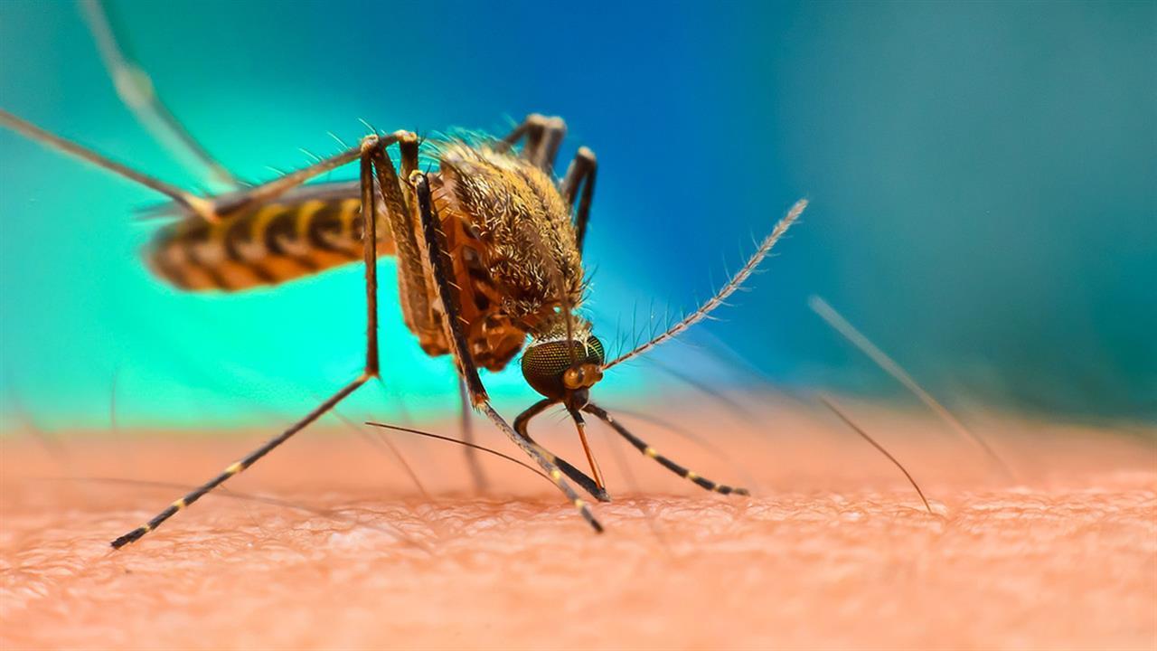 ΕΟΔΥ: Προφυλαχθείτε από τα κουνούπια - 13 κρούσματα λοίμωξης από τον ιό του Δυτικού Νείλου