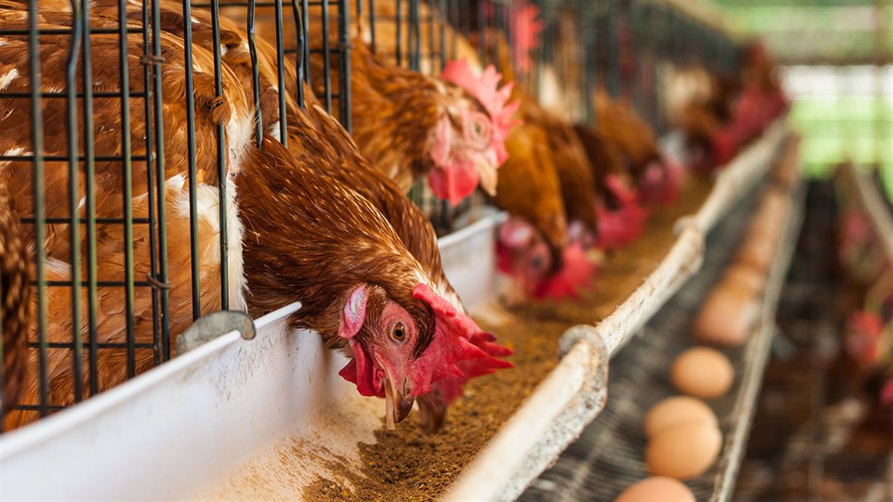 ECDC: Ρεκόρ κρουσμάτων γρίπης των πτηνών στην Ευρώπη [έκθεση]