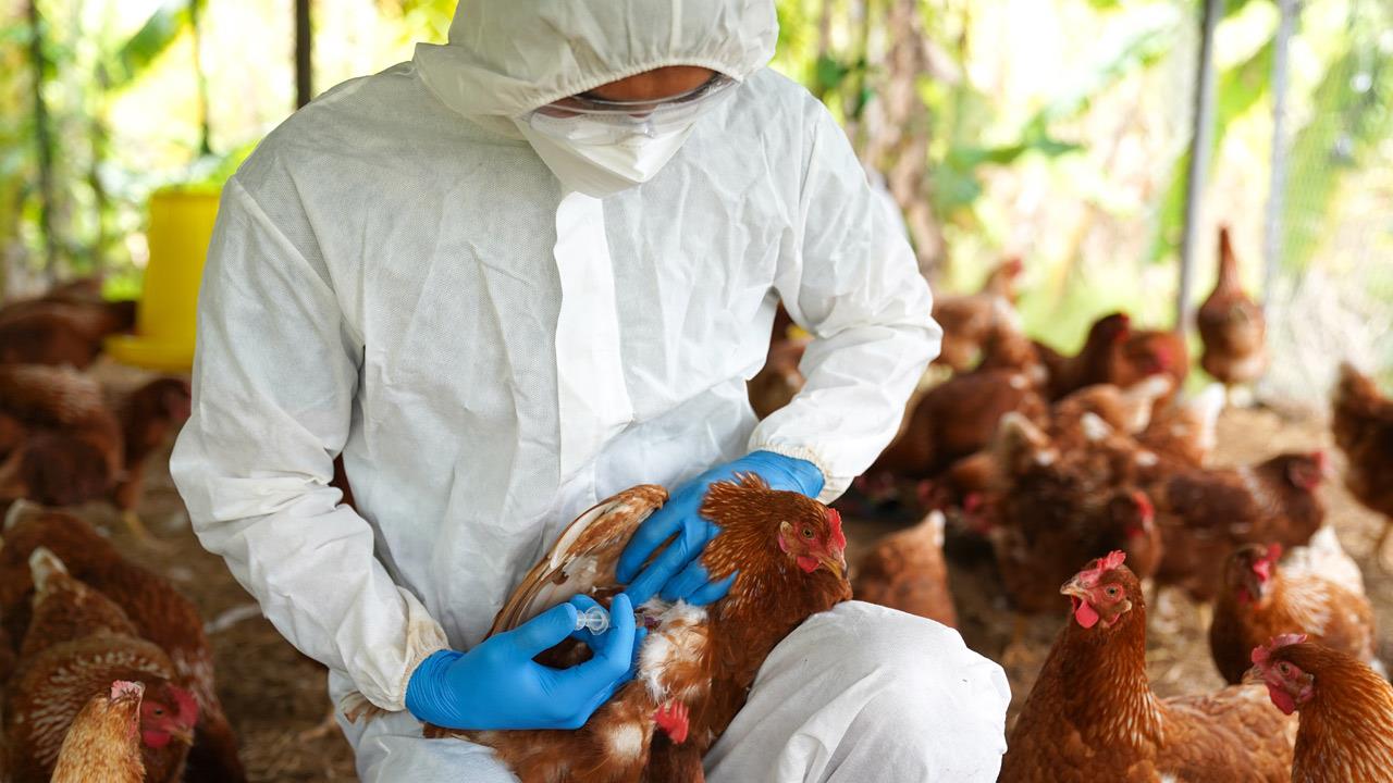 Ισπανία - Γρίπη των πτηνών: Εντοπίστηκε σπάνιο κρούσμα μετάδοσης της νόσου στον άνθρωπο