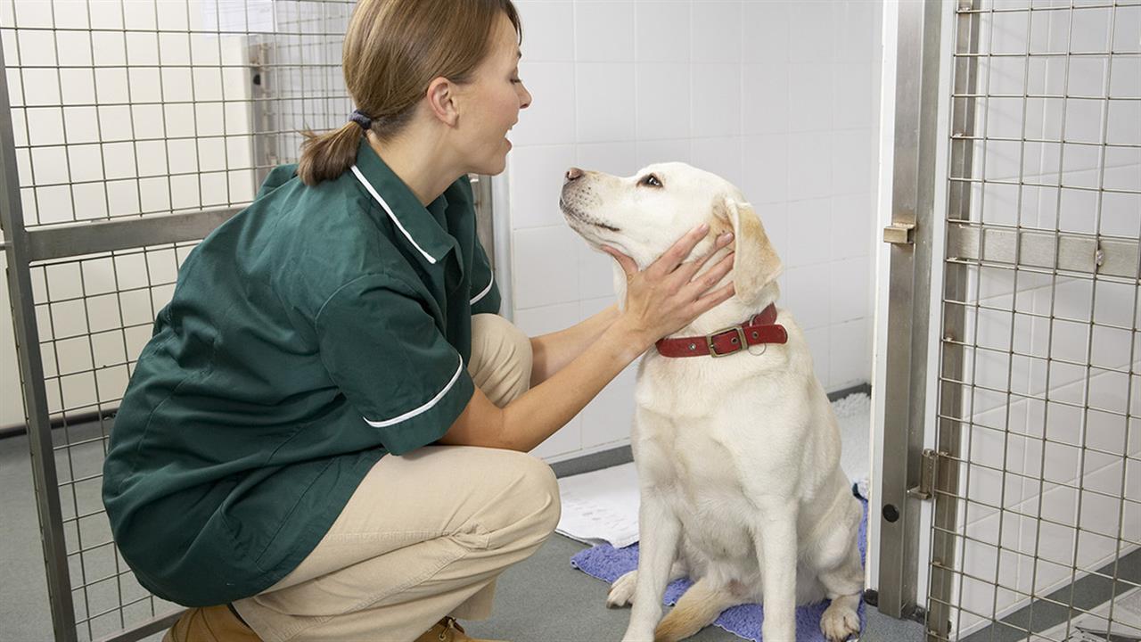 Σύσταση ΕΜΑ για πιο αυστηρή διάθεση αντιβιοτικών για κτηνιατρική χρήση