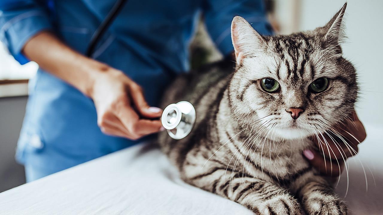 Ο FDA ενέκρινε χάπι αντιμετώπισης του διαβήτη για ορισμένες γάτες