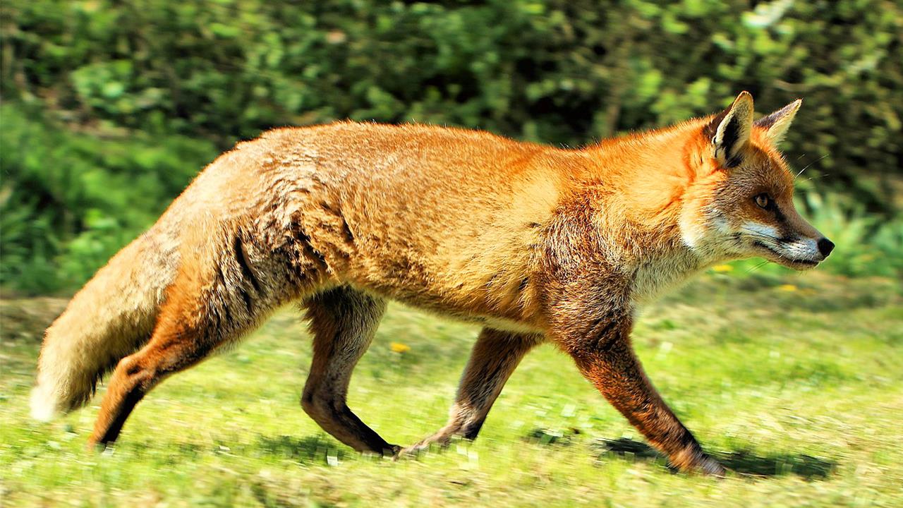 Έναρξη εμβολιασμών ζώων για τη λύσσα στην Κεντρική Μακεδονία