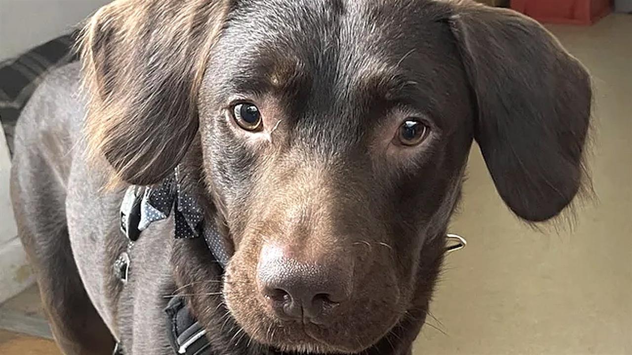 Αλκοολικός...σκύλος διάσωσης υποβλήθηκε σε θεραπεία αποτοξίνωσης