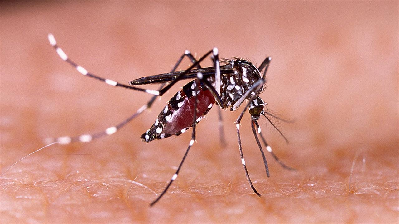 Γενετικά τροποποιημένα κουνούπια κατά του δάγκειου πυρετού