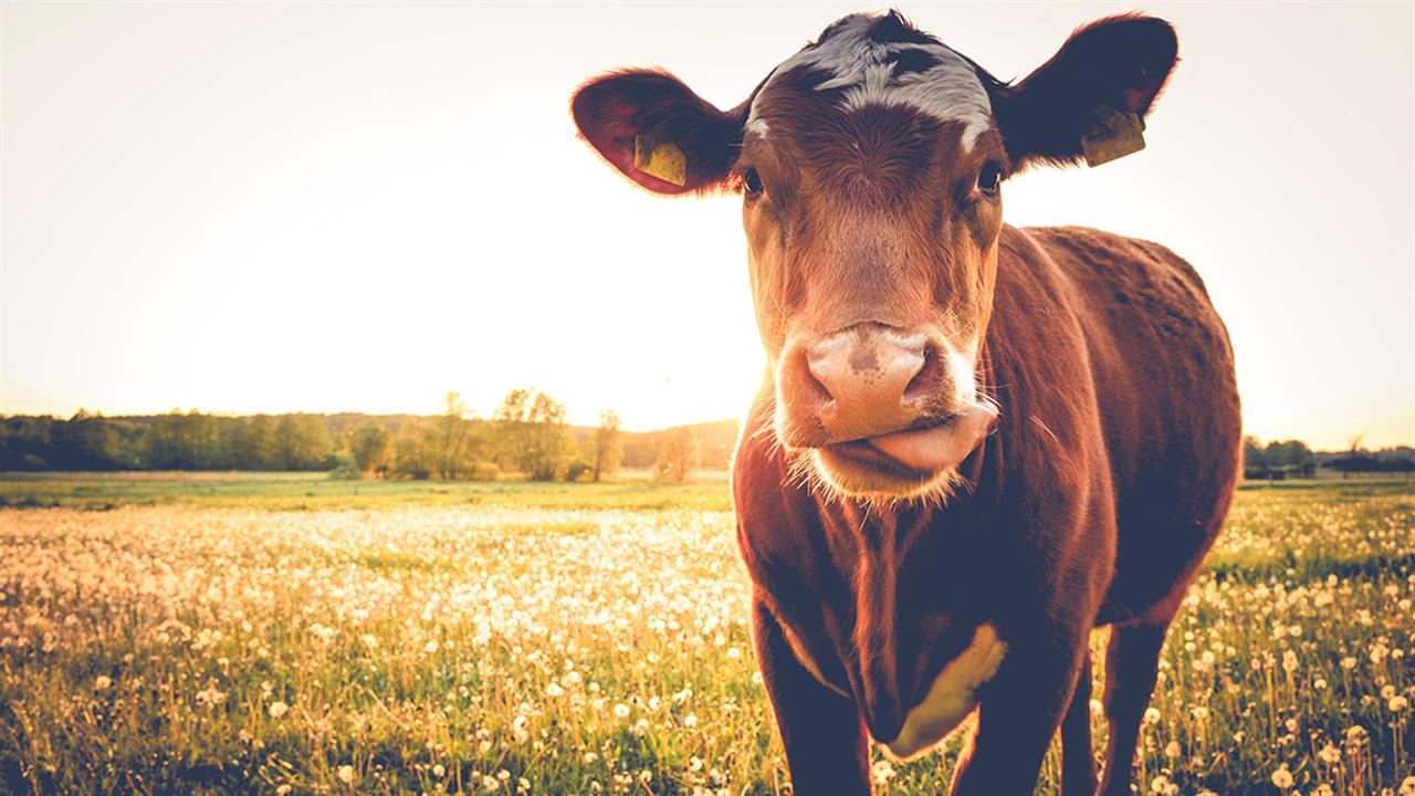 Ατυπο κρούσμα τρελών αγελάδων σε σφαγείο στις ΗΠΑ- Αμελητέος ο κίνδυνος