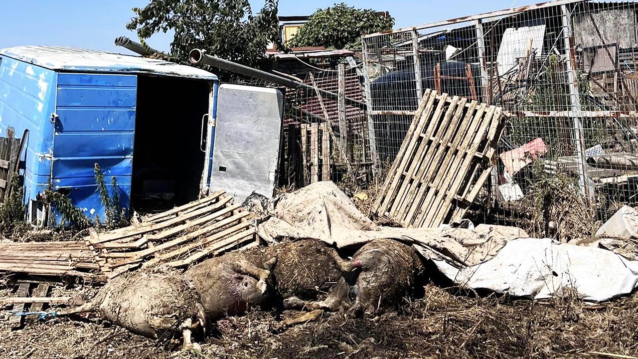 Θεσσαλία: Η υγειονομική βόμβα των νεκρών ζώων και η μάχη με τον χρόνο