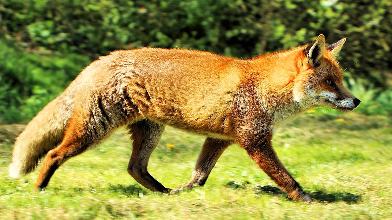 Ξεκινά ο από αέρος εμβολιασμός κατά της λύσσας των αλεπούδων