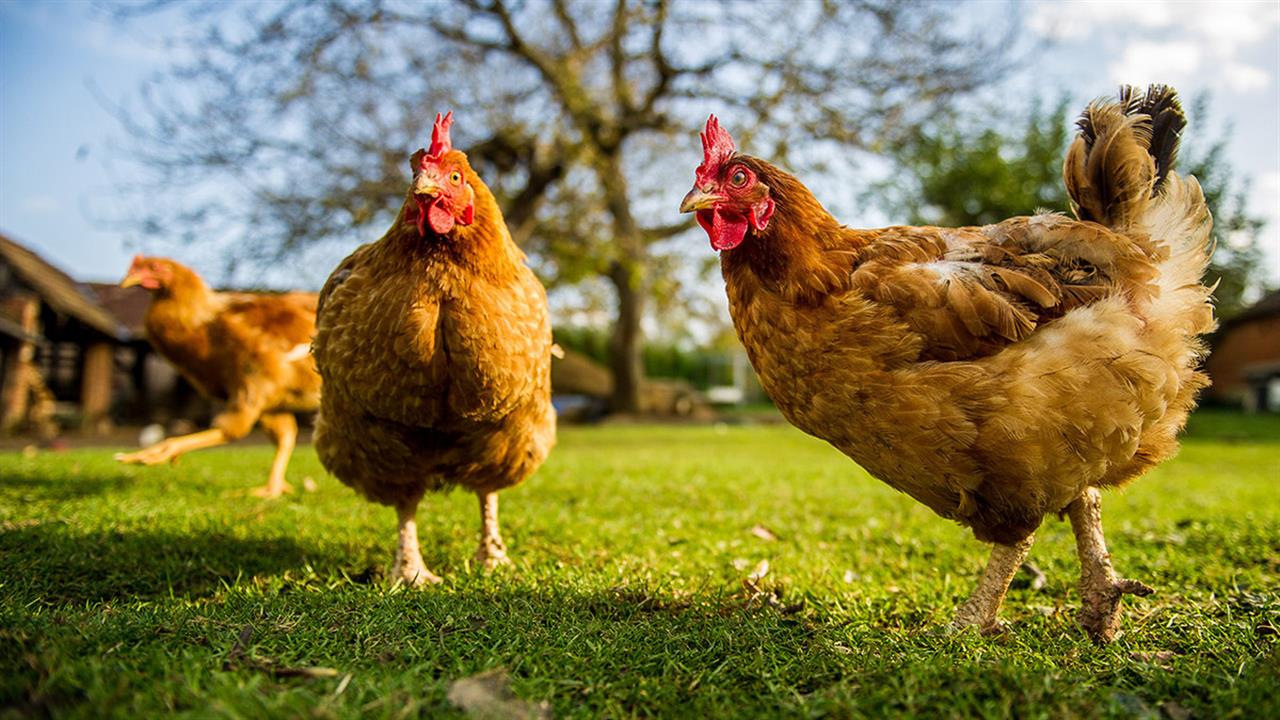 Μεταλλαγμένα κοτόπουλα, ανθεκτικά στη γρίπη των πτηνών