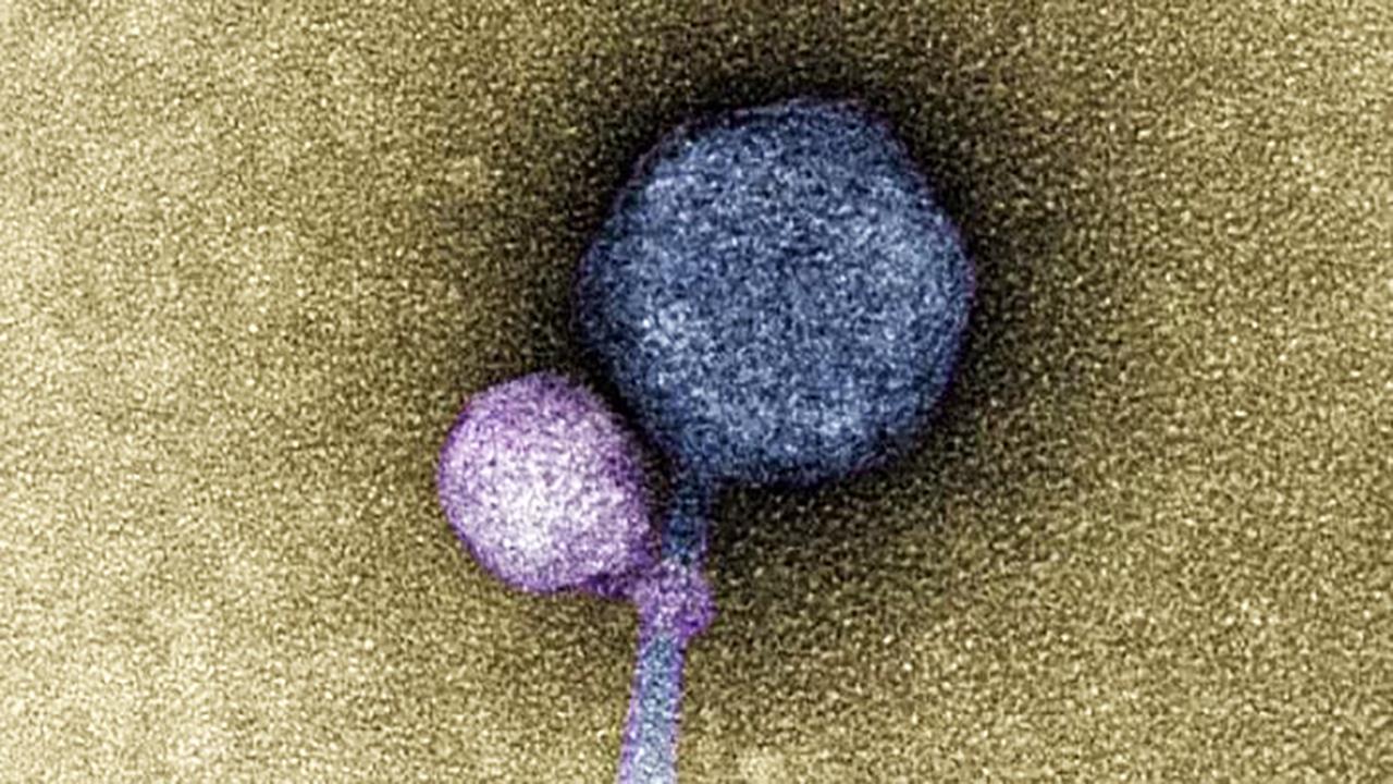 Οι πρώτοι ιοί - βαμπίρ ανακαλύφθηκαν στις ΗΠΑ