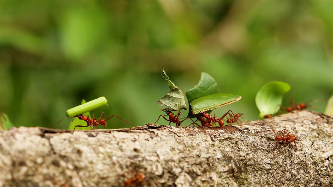 Πώς τα μυρμήγκια προστατεύονται από τις μολύνσεις (μελέτη)