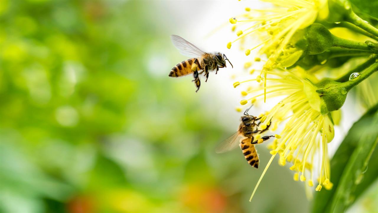 Οι μέλισσες ως δείκτης της περιβαλλοντικής ρύπανσης [μελέτη]