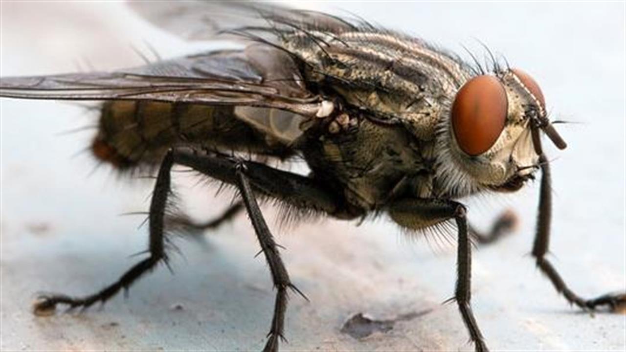 Το γονιδίωμα της μύγας προσφέρει στοιχεία για τις ανθρώπινες νόσους