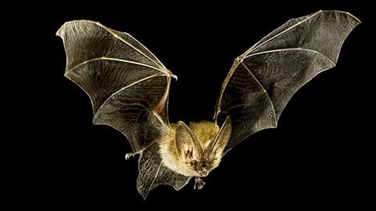 Έρευνα: Οι νυχτερίδες υπεύθυνες για την επιδημία του Έμπολα στη δυτική Αφρική