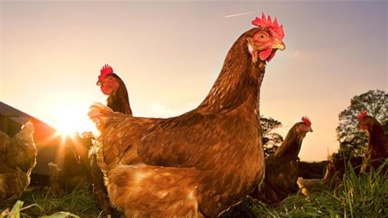 Η μυρωδιά των κοτόπουλων απωθεί τα κουνούπια της ελονοσίας