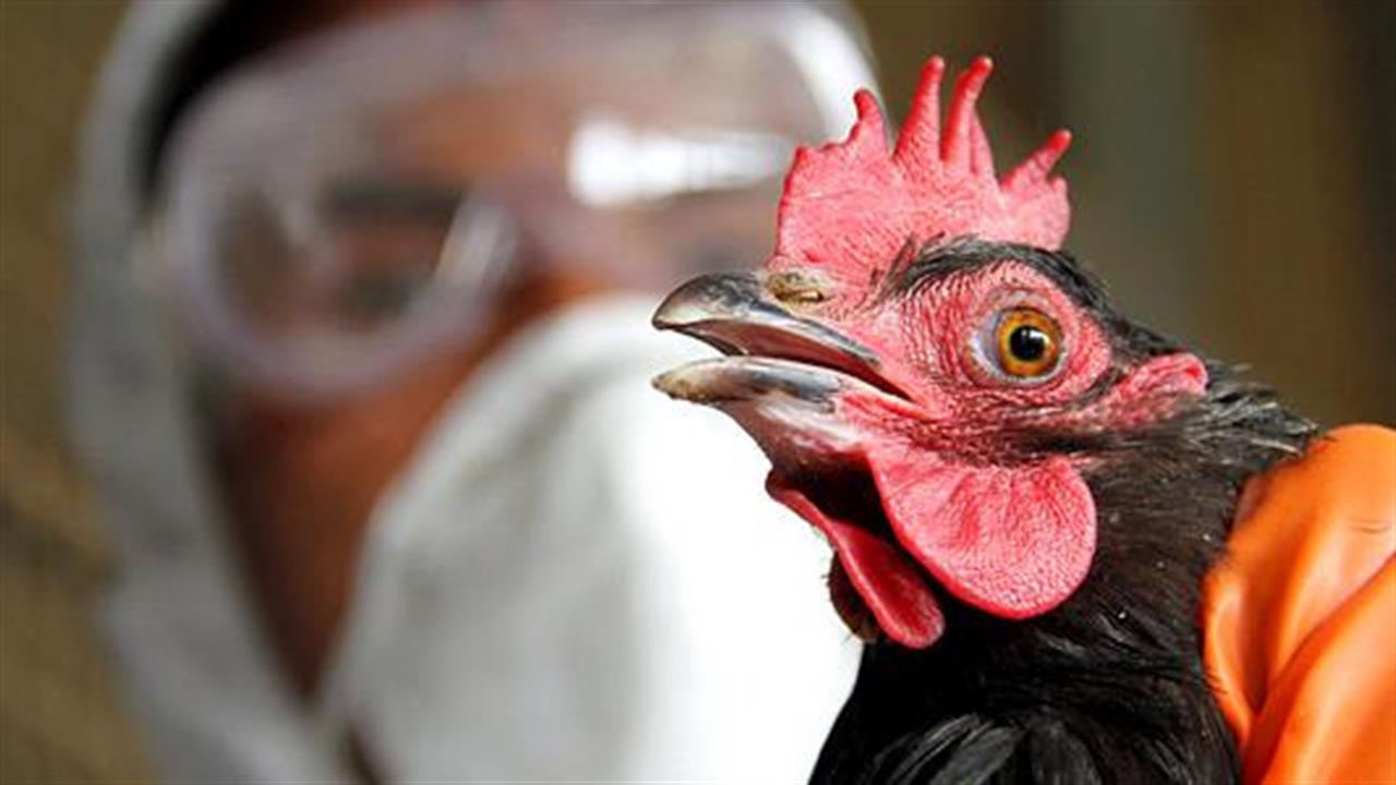 Σε υψηλό επίπεδο συναγερμού για τη γρίπη των πτηνών ο ΠΟΥ