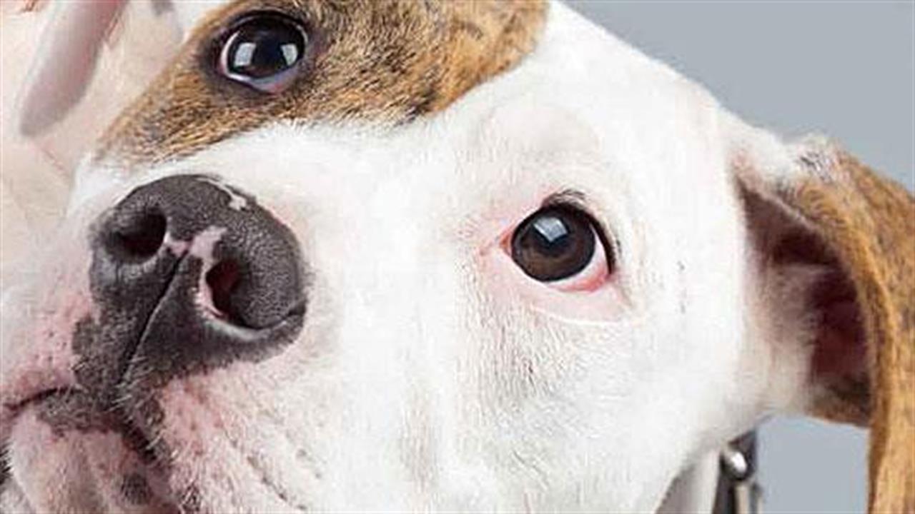 Ερευνητές εστιάζουν σε σκύλους για την έρευνα κατά του καρκίνου