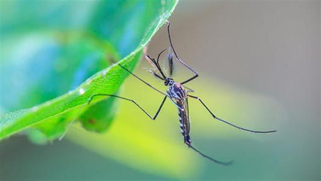 Πώς θα απωθήσετε τα κουνούπια με φυσικό τρόπο